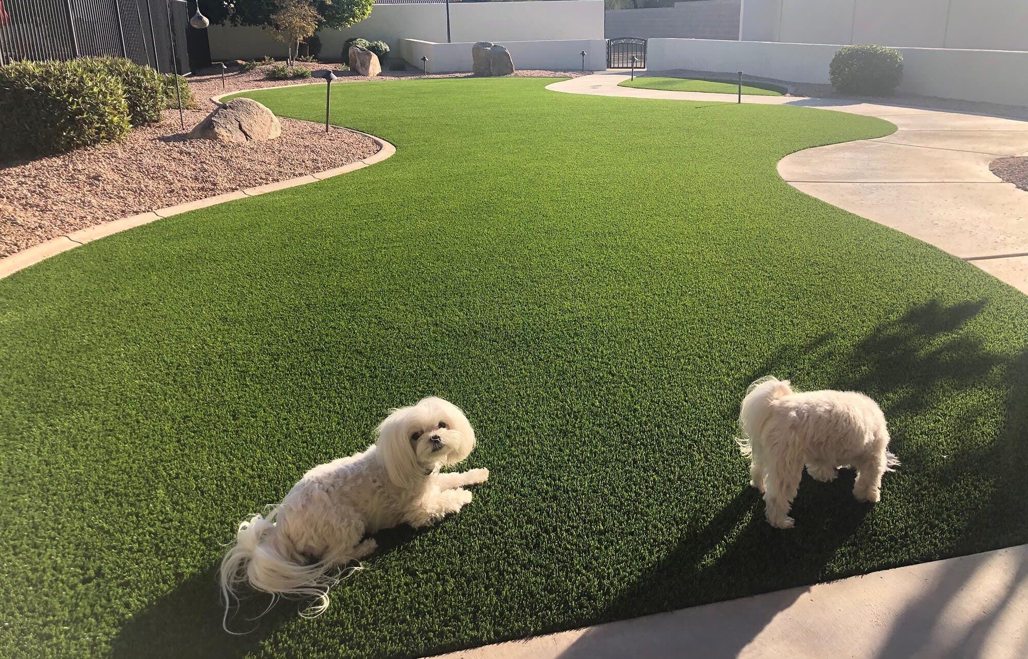 Commercial dog park turf in Dallas