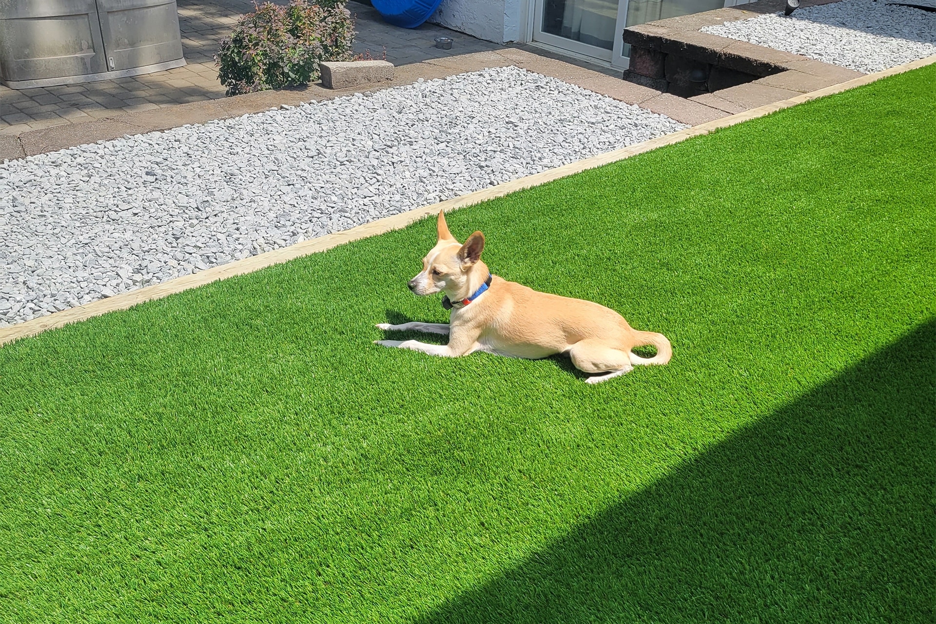 Pet Turf
