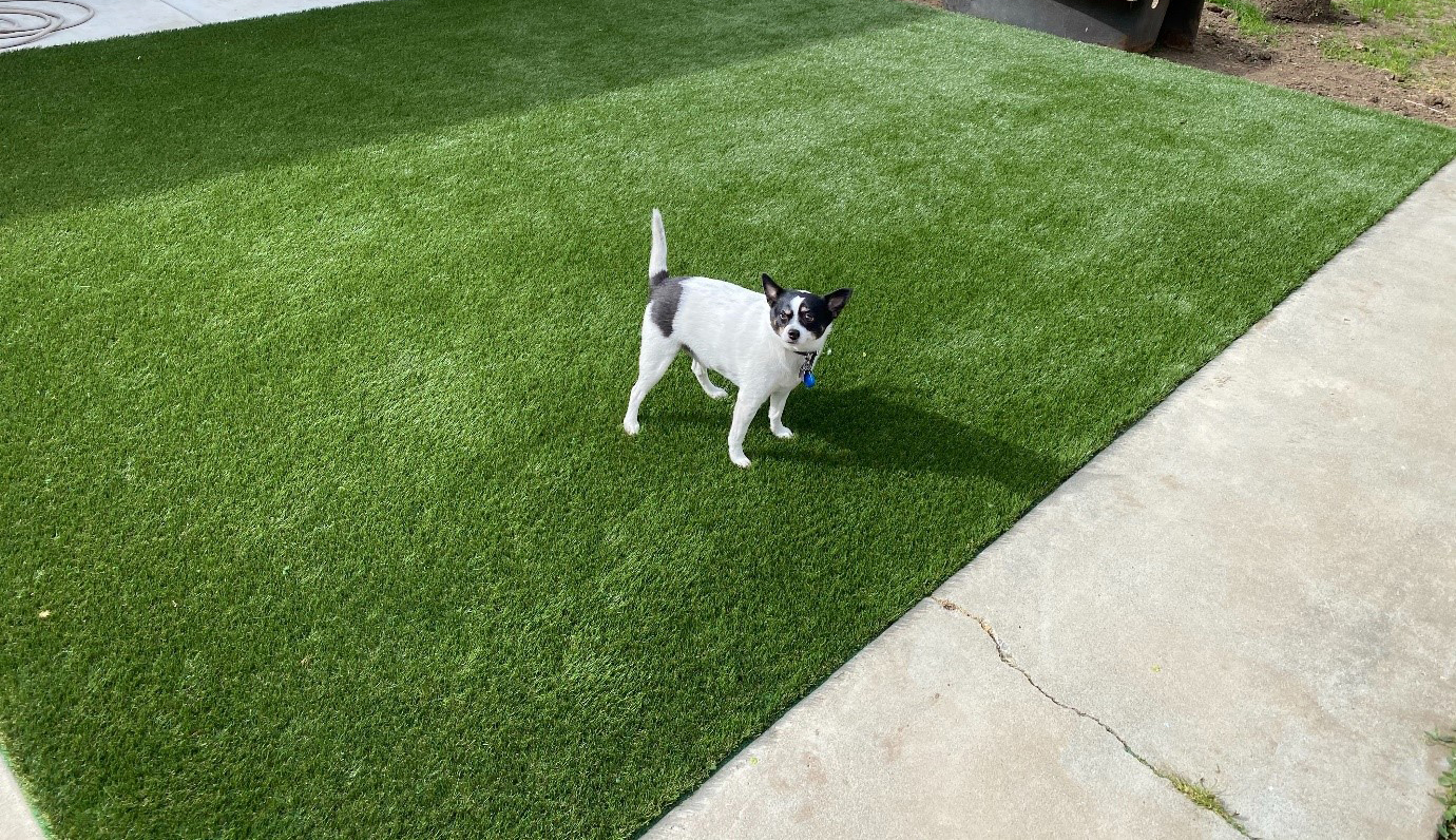 pet-friendly synthetic grass for dogs